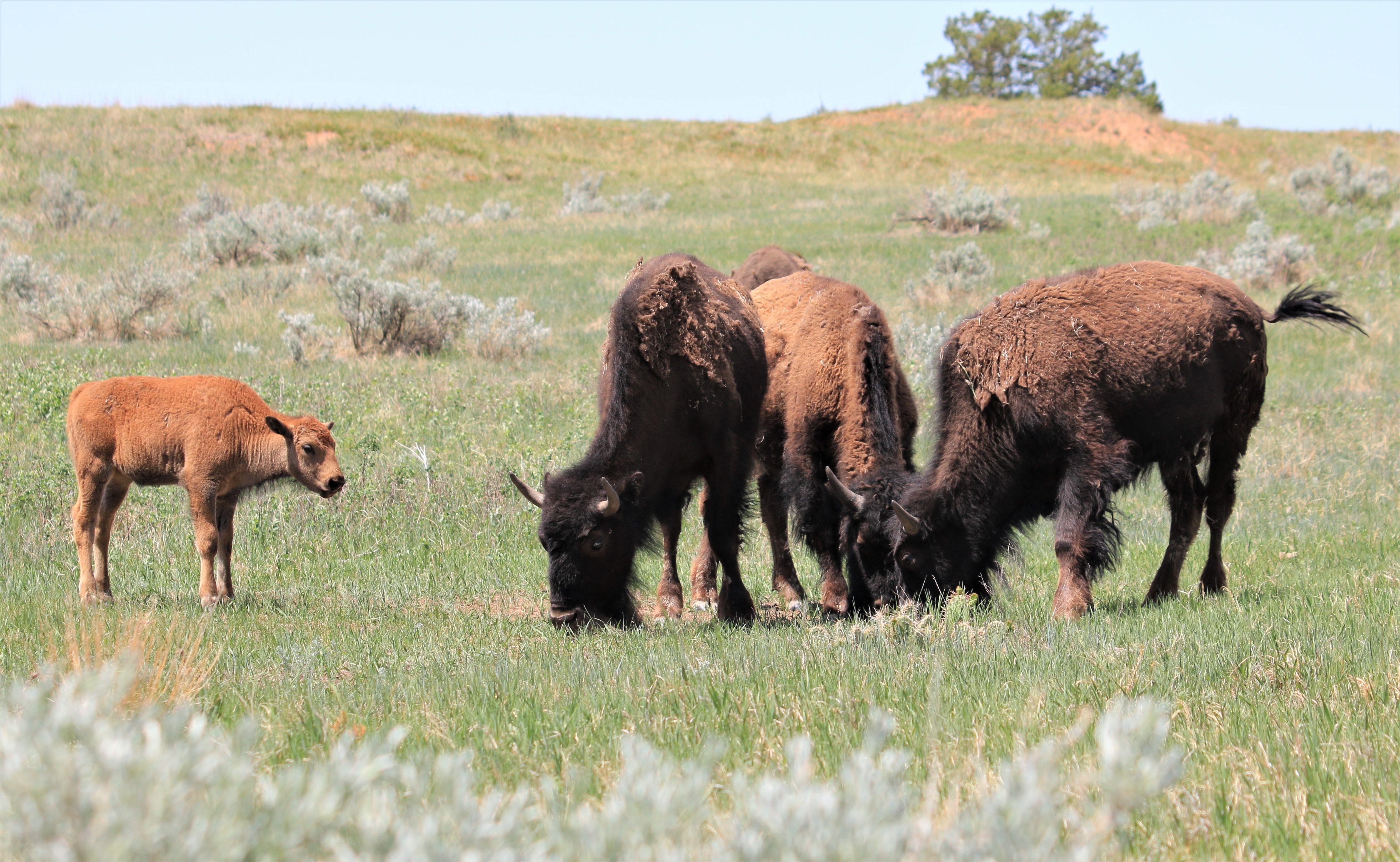 Theodore Roosevelt NP